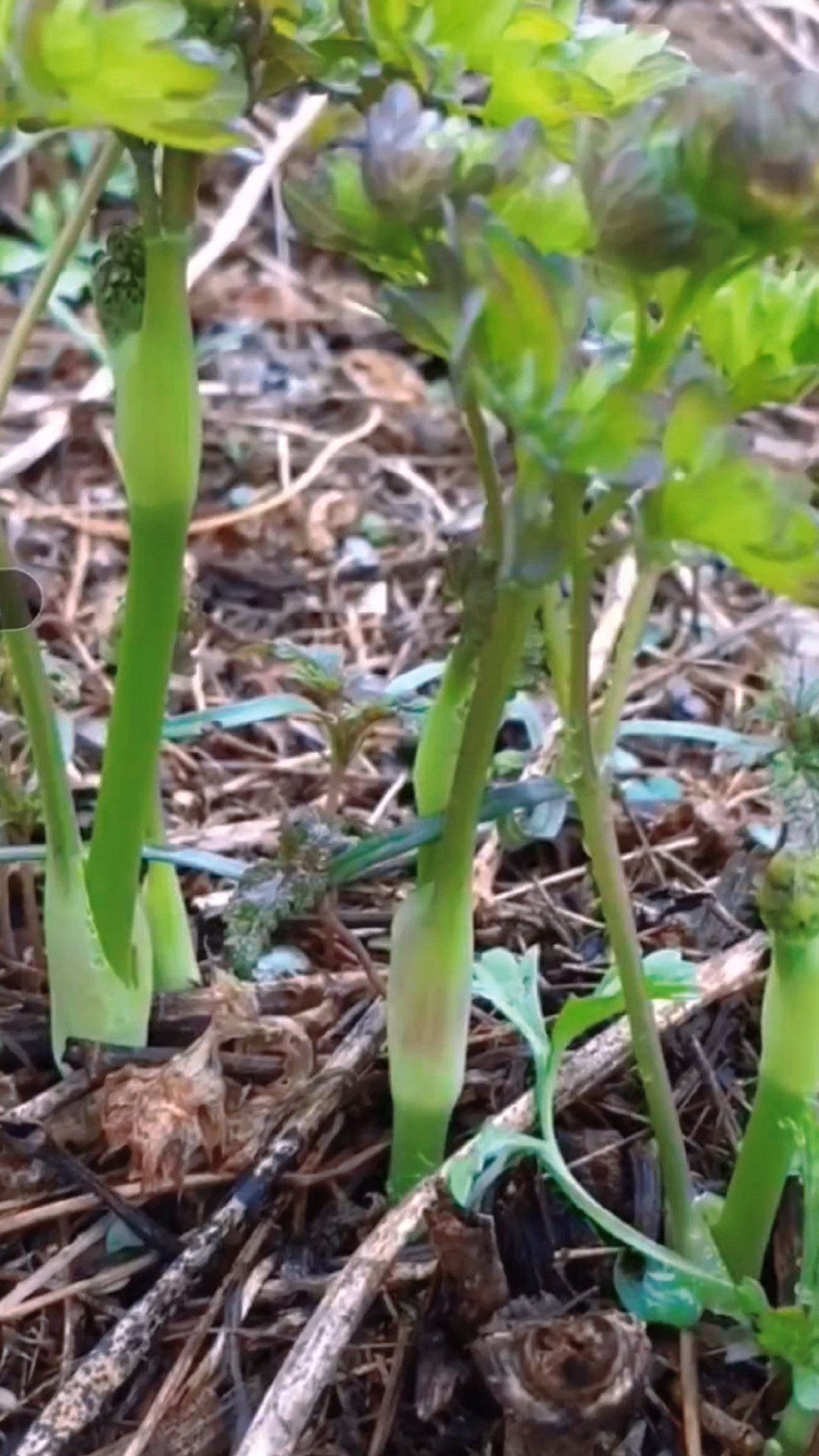 猫爪子野菜功效图片