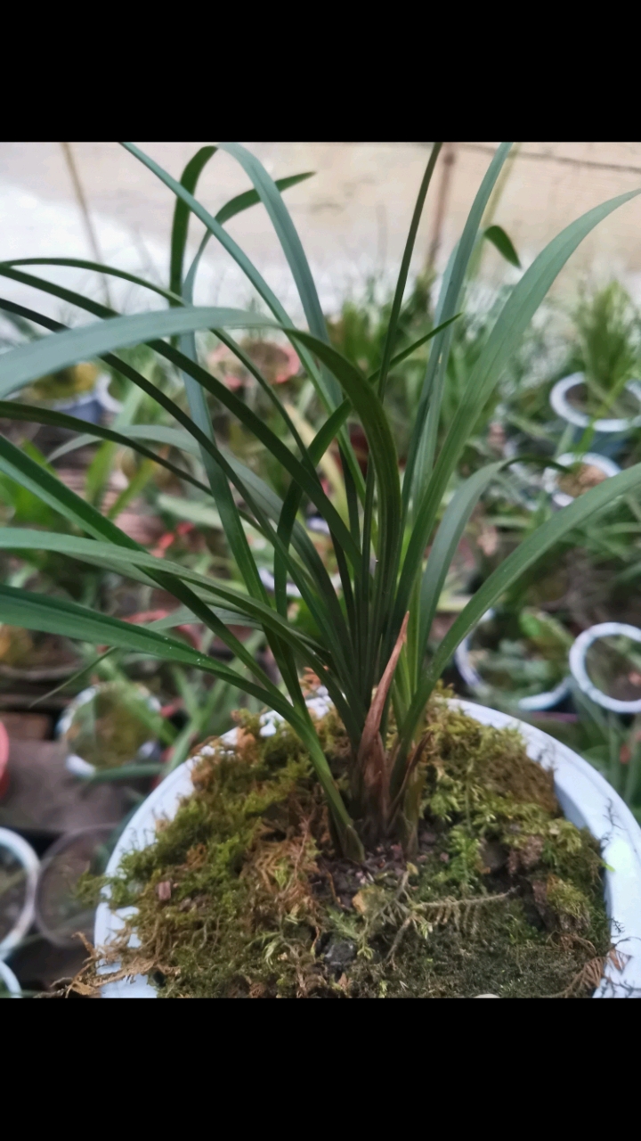 木纹草春兰