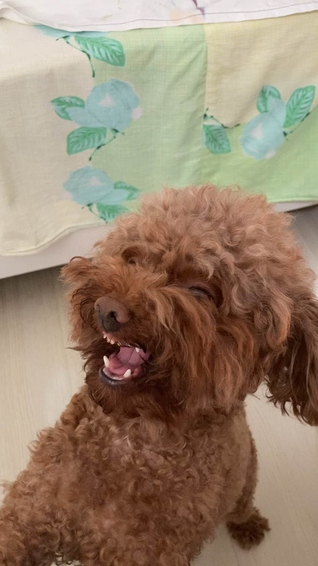 音为有你#薇薇爱狗狗:小泰迪龇牙咧嘴的样子,熟悉吗-度小视