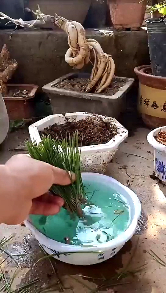 松树扦插其实很简单,只要方法正确