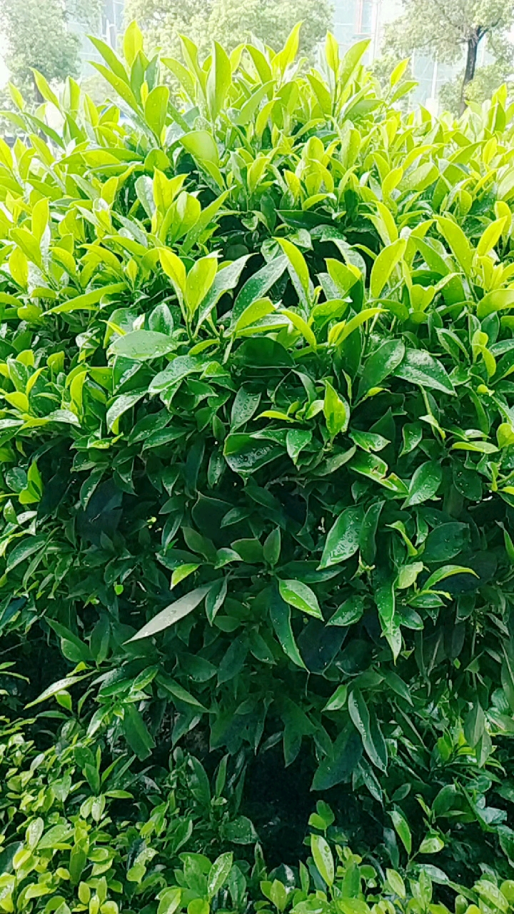 好茂盛的茶叶树.