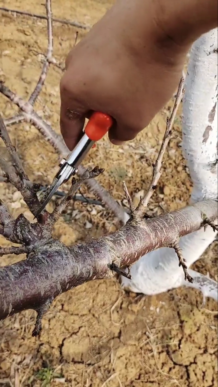 果树修剪#春季大樱桃修剪