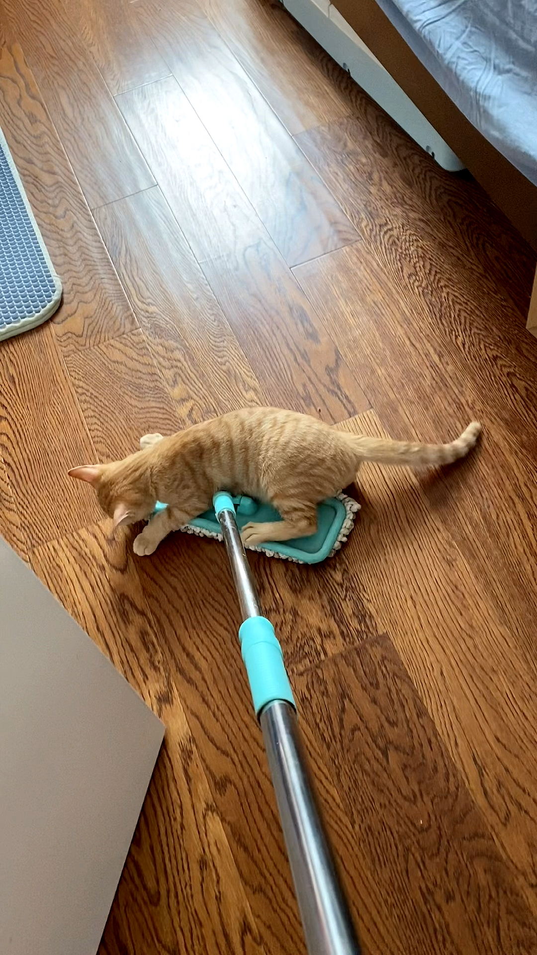 猫咪日记#人家拖地,它非要来捣乱,趴到拖把上不下去