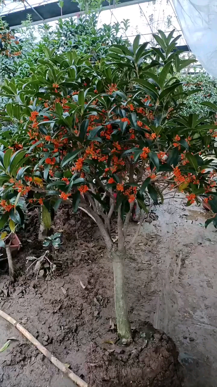 花开爆满,朱砂桂浓香型