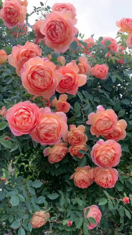 藤本月季夏洛特夫人,花量多花期长,多季循环开花-度小视