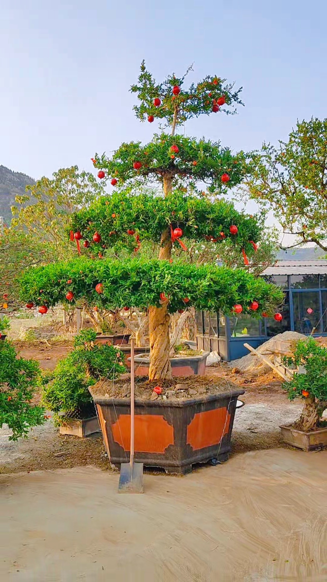 石榴树#农民家收的石榴树,树形漂亮粗壮,大家看看这造型漂亮吧