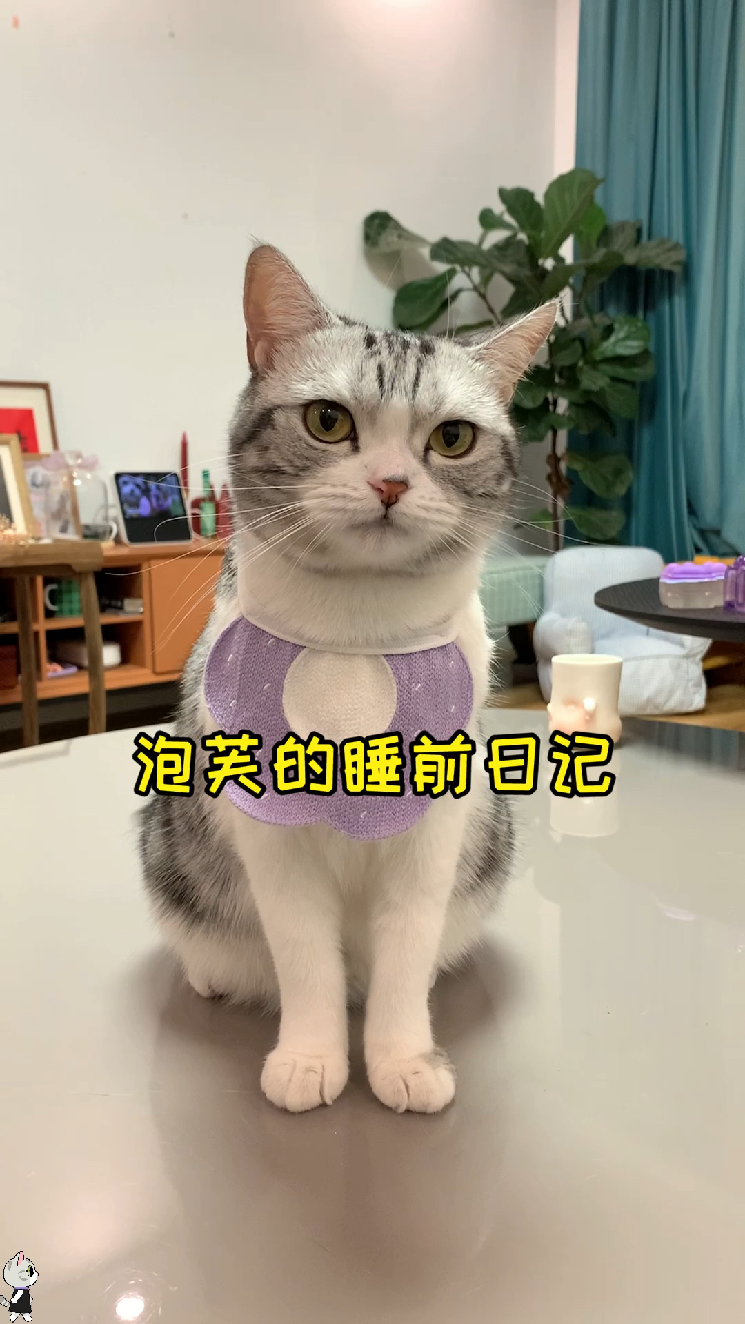 猫咪日记泡芙前一秒还生龙活虎下一秒在被窝里就困了