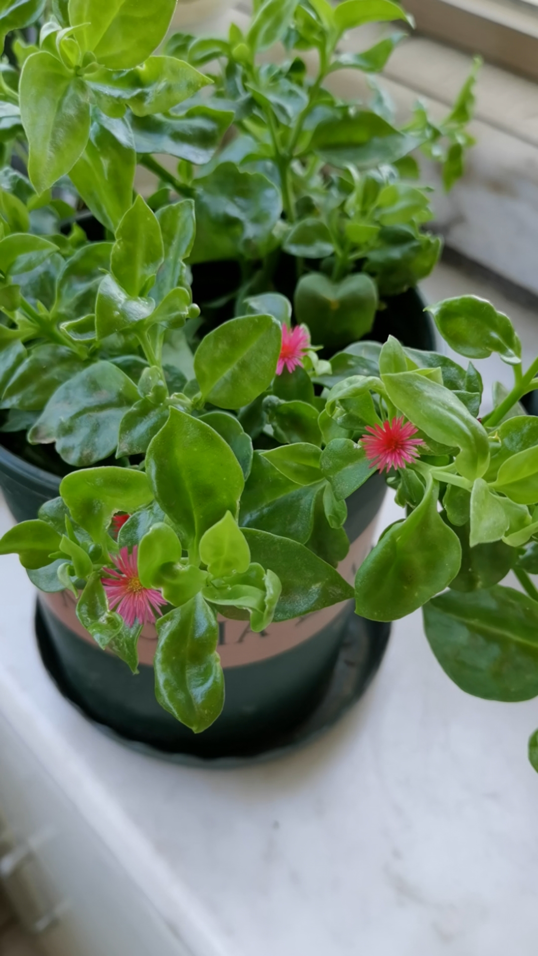 穿心莲:可以吃的花花