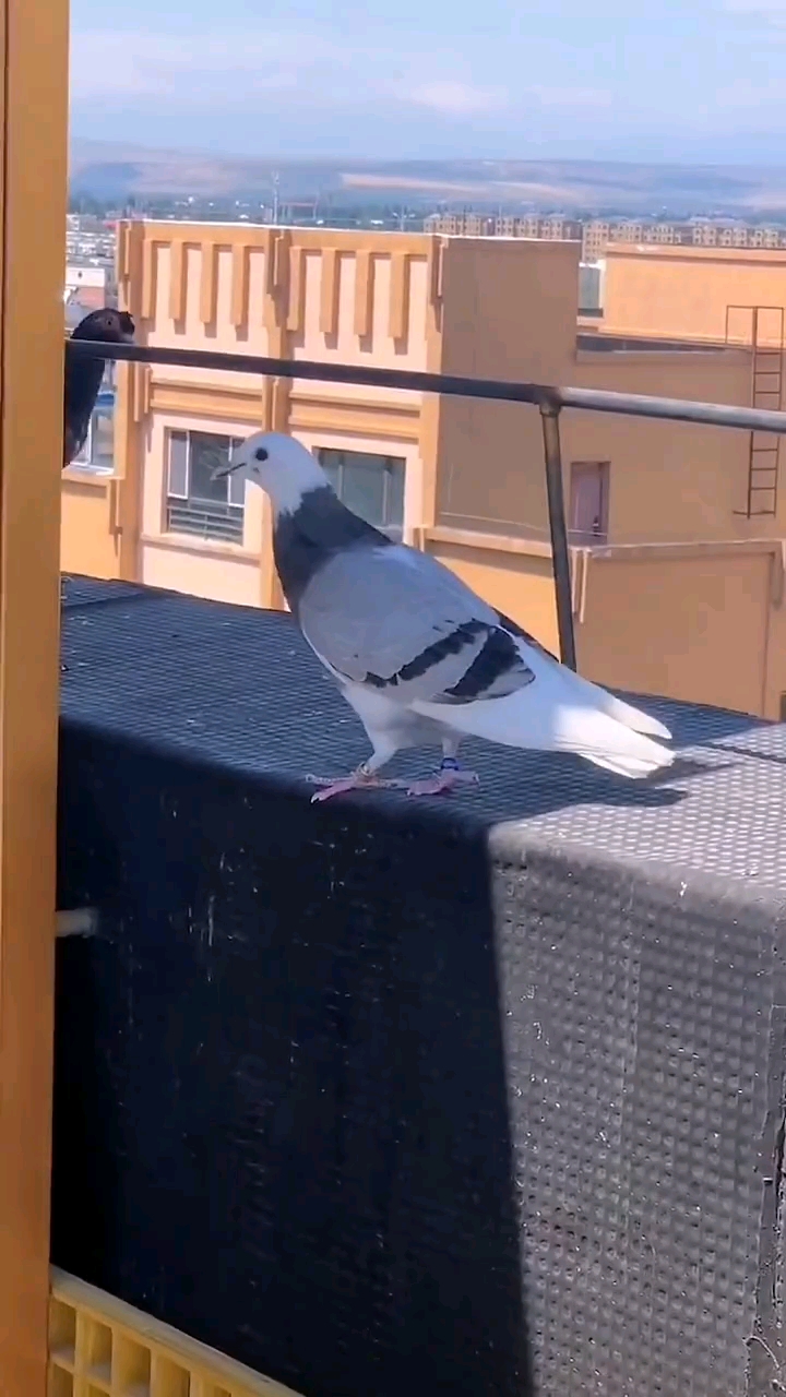 鸽魔空中舞蹈专家新疆翻翻鸽子