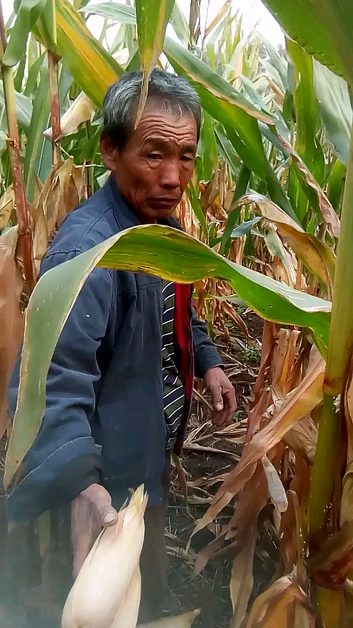 记录我的农村生活#大家好我是老李,今天录个农村掰玉米的视频,也不会