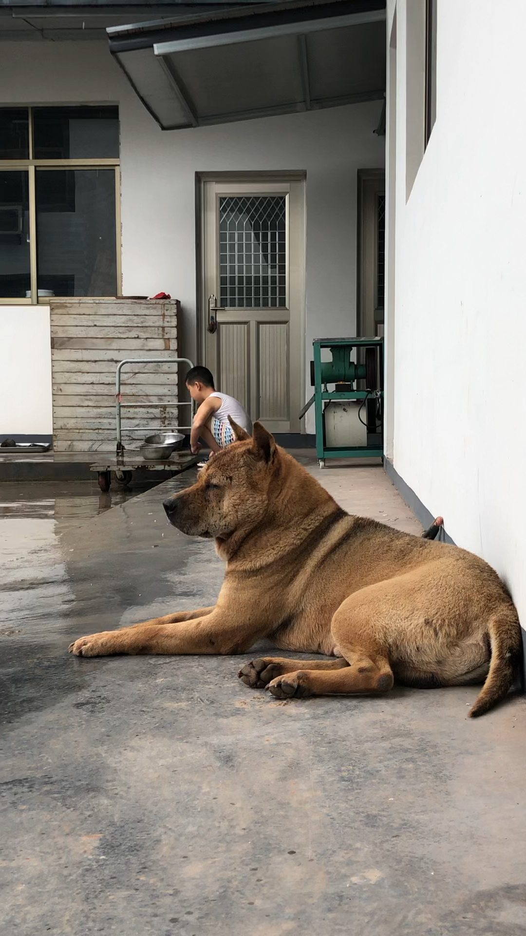 中华田园犬中华田园犬是我们对农村记忆的缩影仿佛自带乡愁属性隐隐约