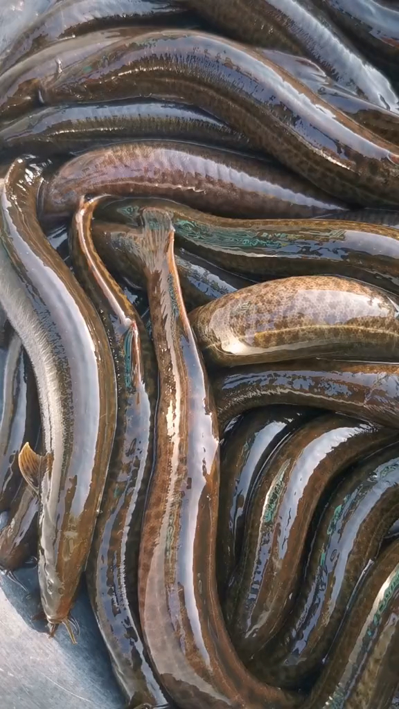 全民小剧场东北的花泥鳅