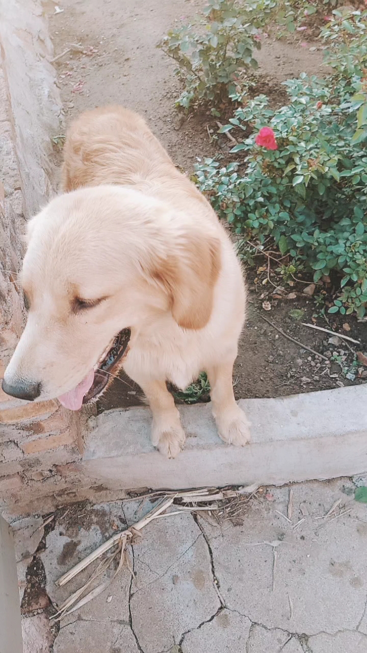 可爱憨后的小毛孩儿