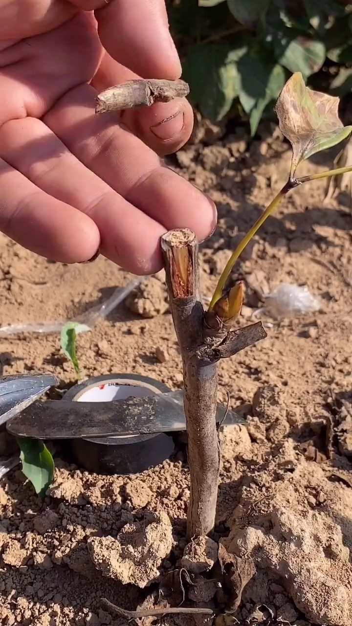 牡丹嫁接技术分享,成活率高