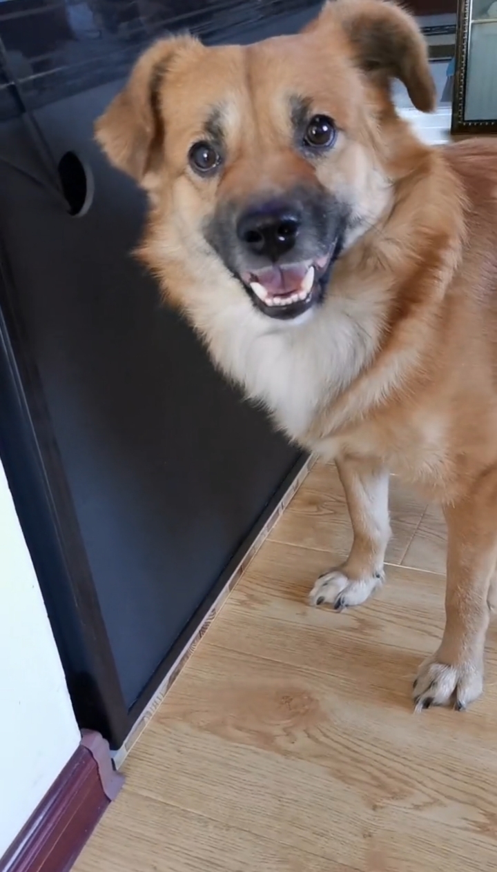 狗#不让剪指甲是个用来挠墙的呀-度小视