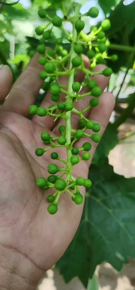 葡萄#阳光玫瑰葡萄幼果,稀果后穂型,大连葡萄北纬39度特产