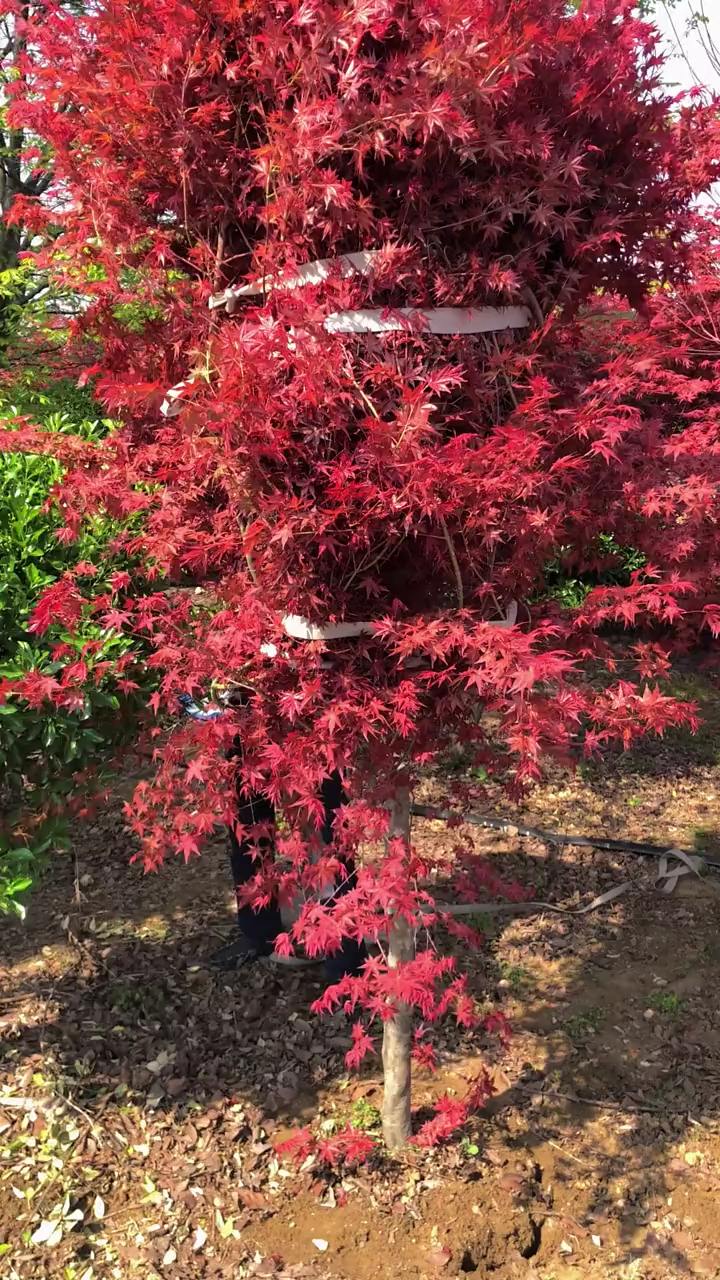 日本红舞姬红枫适合庭院别墅农家小院栽植