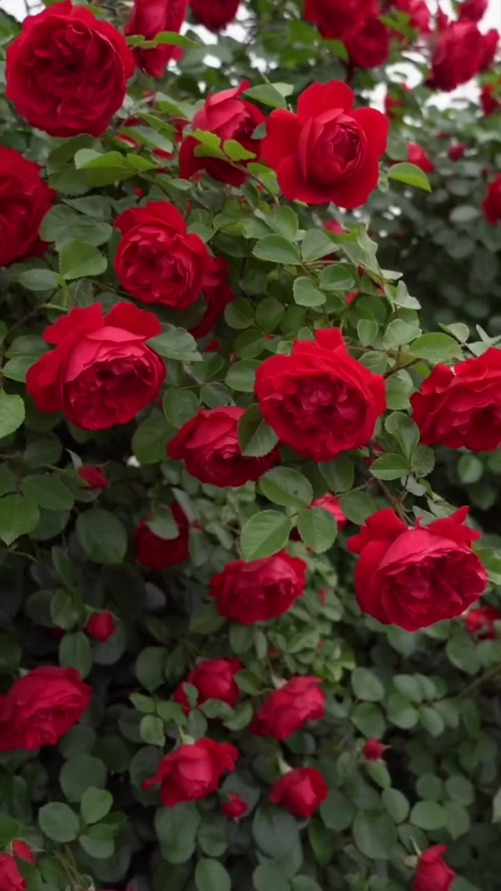 藤本月季佛罗伦蒂娜,花量超多