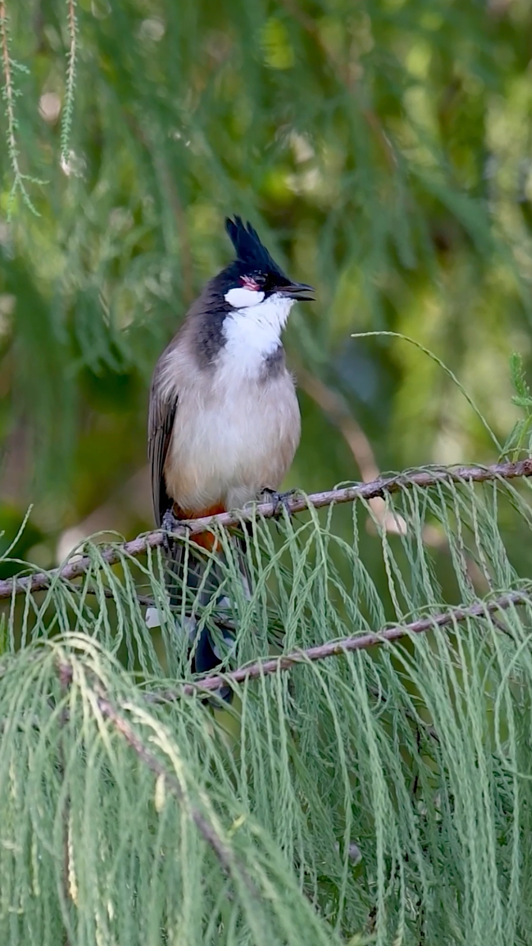 鸟类摄影听听红耳鹎清澈圆润的歌声