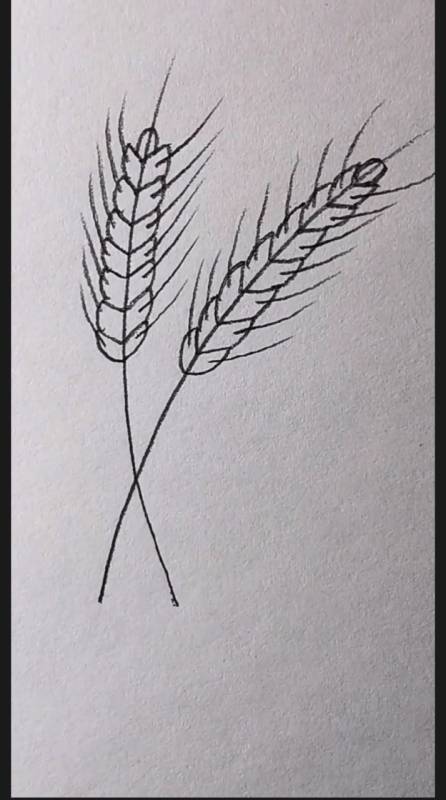 麦穗的画法简单图片