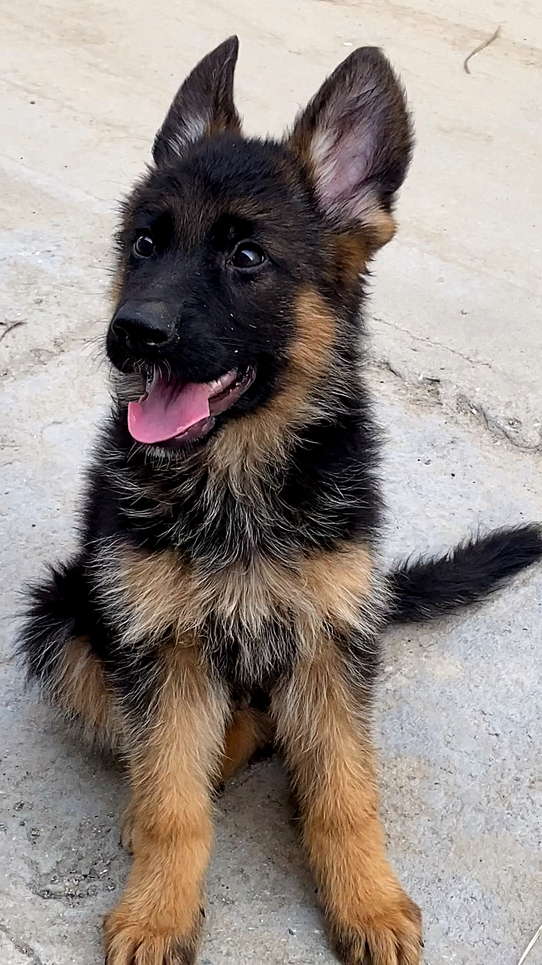 三个月德牧犬小家伙越来越可爱帅气了