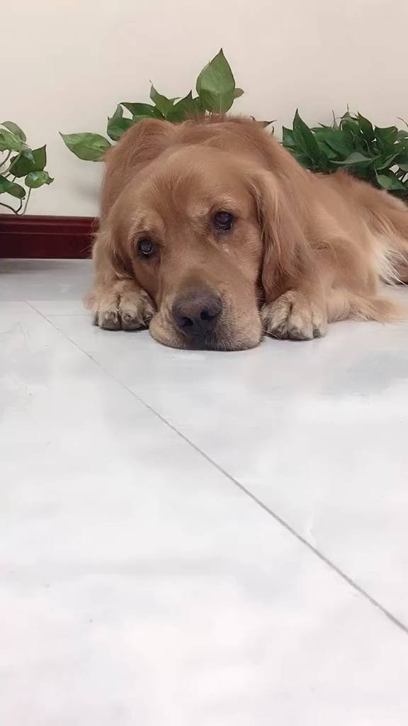 金毛#趴这郁闷一天鸡鸭鹅羊没了?法斗也没了?最爱的红衣服也没了?