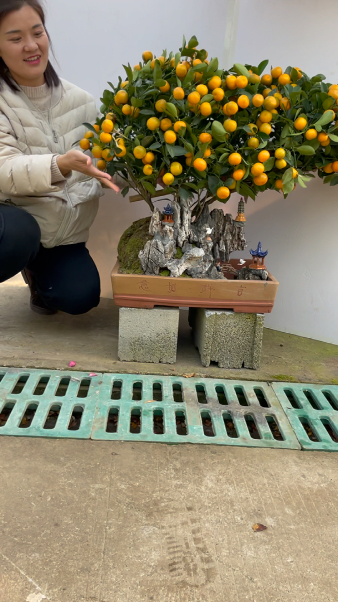 橘子树盆景