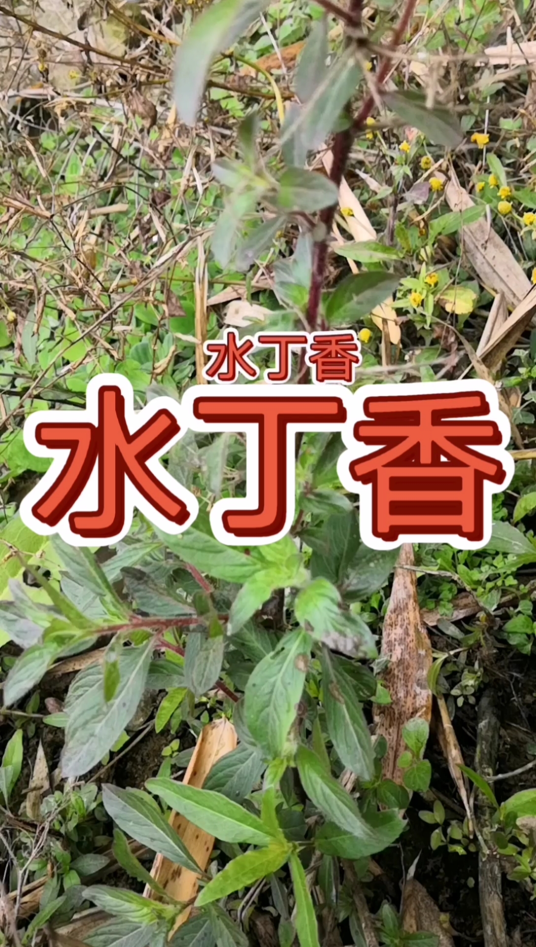 乡村生活#寻百草,识百草,水丁香.