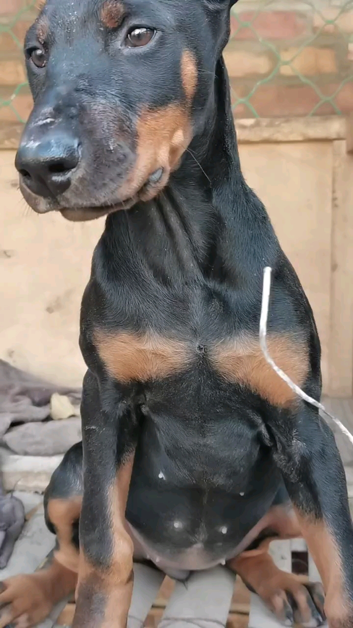 杜宾犬#两个月小幼犬一只