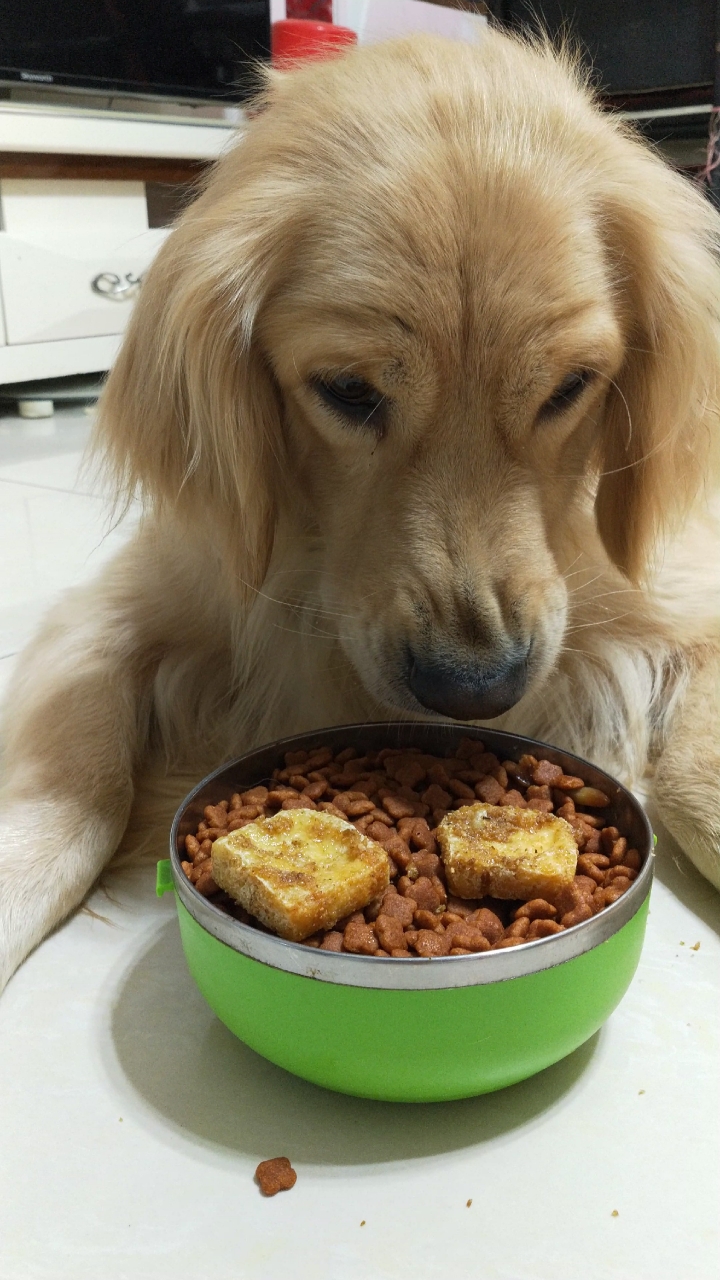 这狗子臭豆腐都吃?