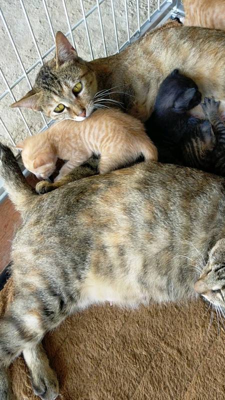 两只猫妈妈每只生三只小猫咪,黑,黄,花