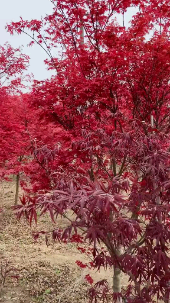 红枫风景树,耐寒耐旱,南北方都可以栽植