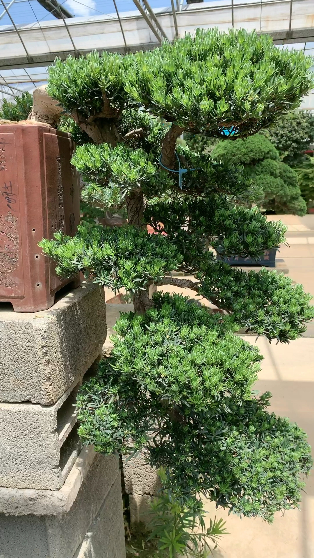 悬崖造型罗汉松