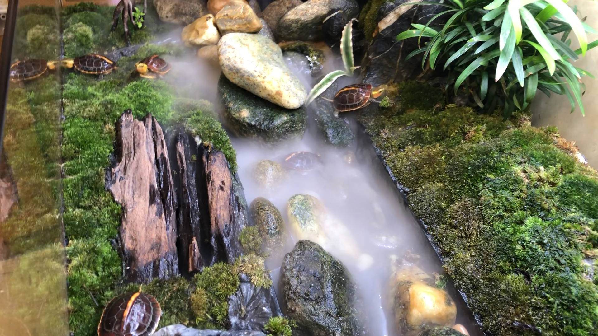 黄缘龟#舒适的环境能把龟养得更好.