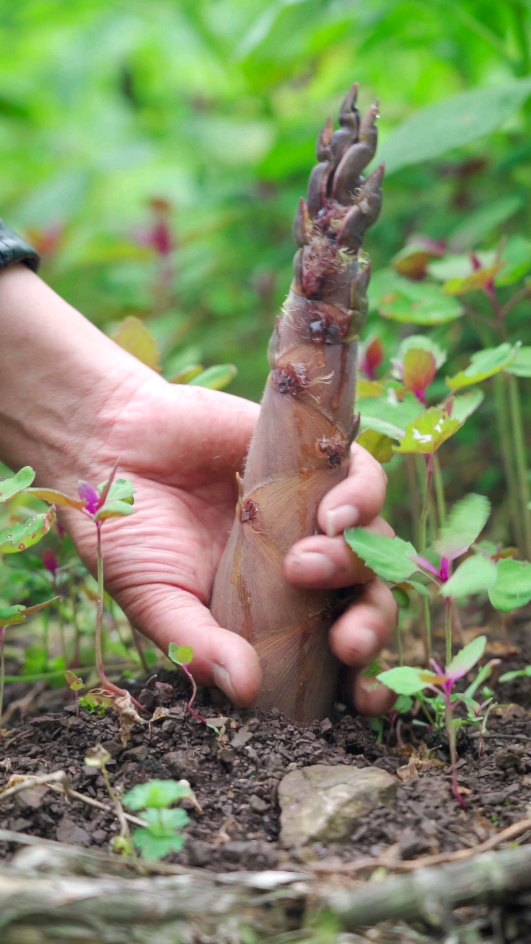 记录我的农村生活#到山里掰金竹笋,这清脆的声音是不是特别的爽