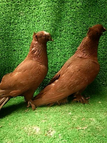 记录生活#农家养殖的观赏鸽红跟头笼养散养都可以养殖