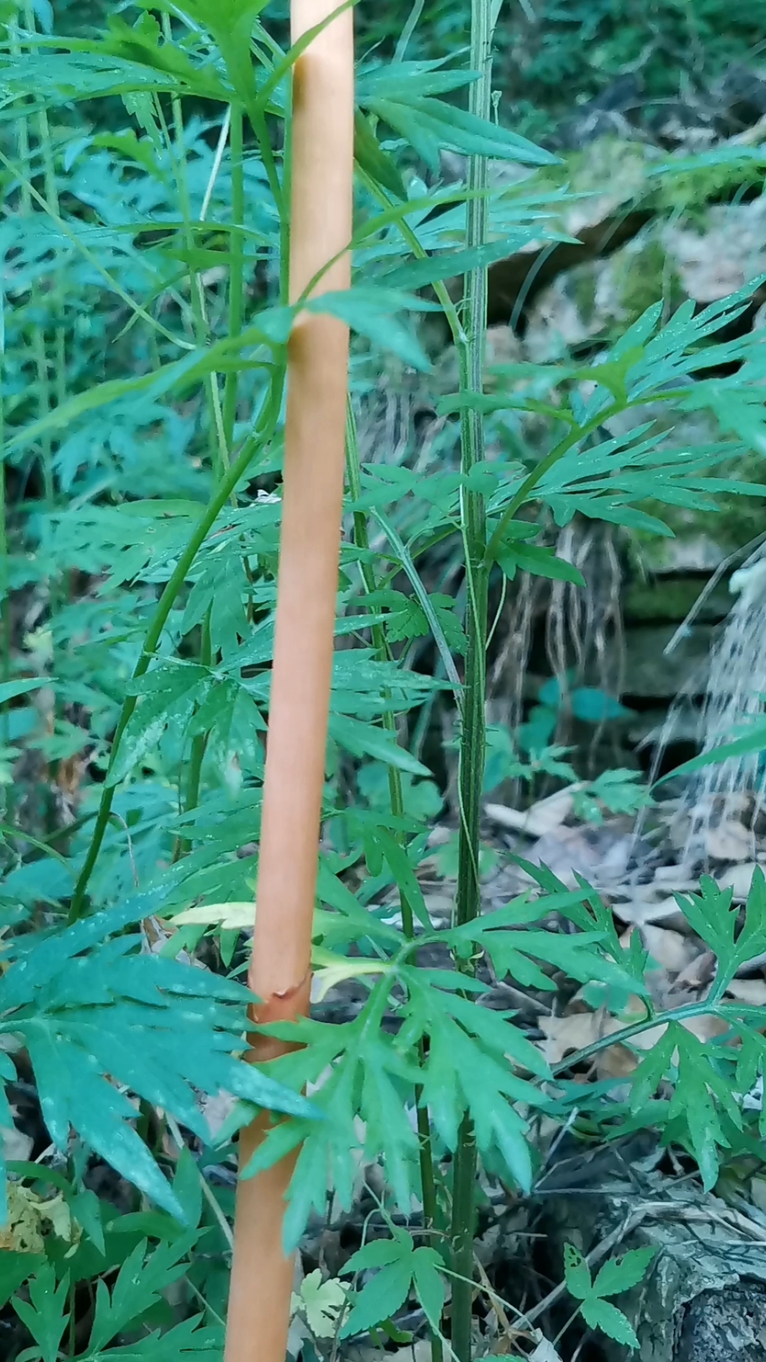 我是本地分享家#中药材野生天麻,苗子到无法想象的地步,见过吗