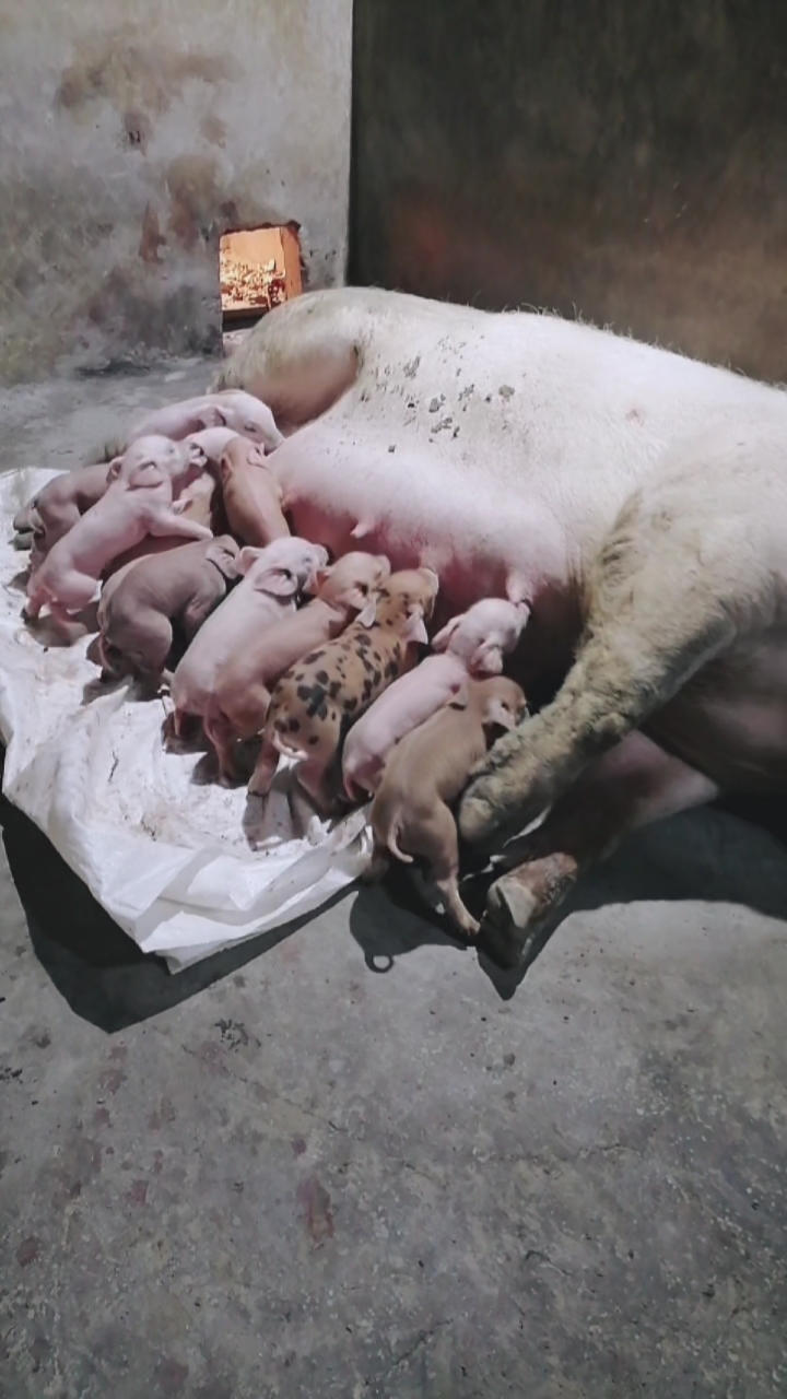 养猪人的日常工作#刚生下来的小猪太可爱了