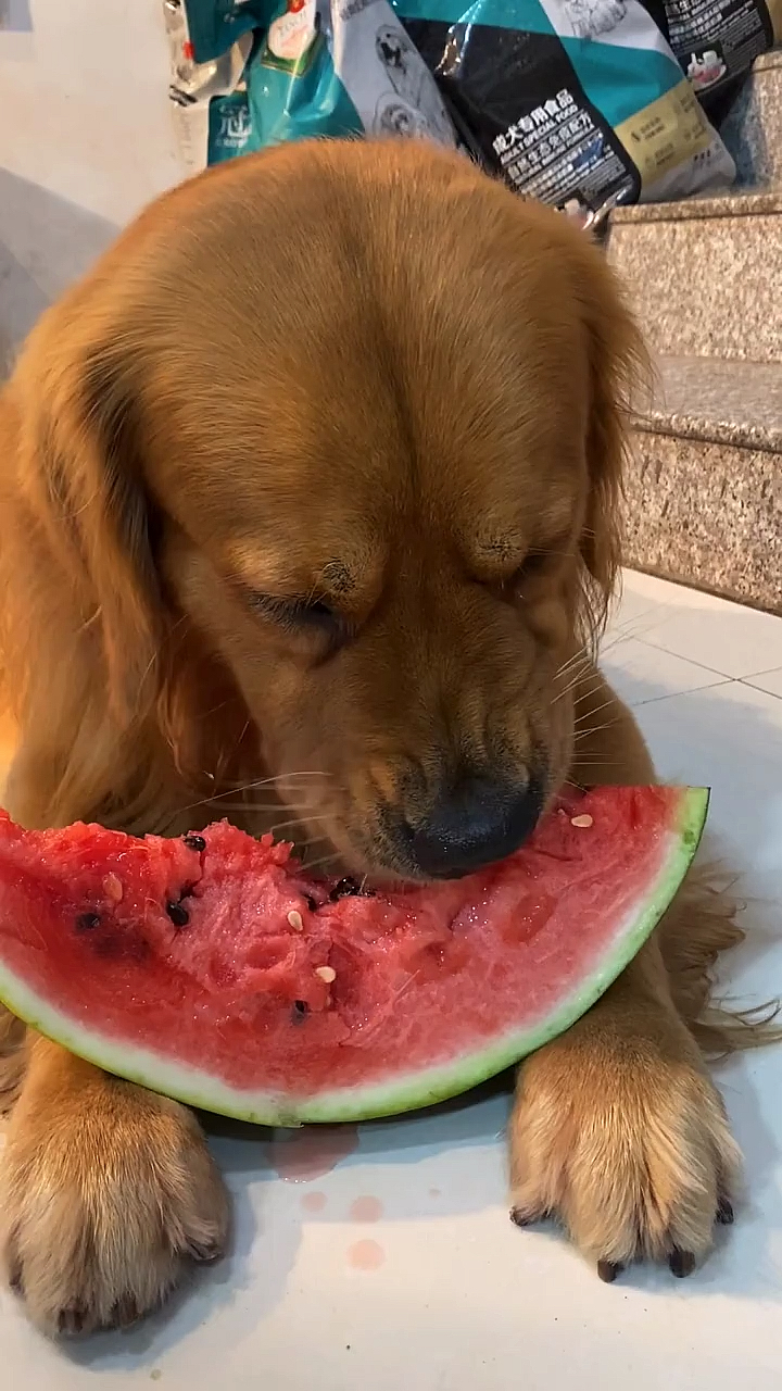 我家狗狗吃东西多斯文