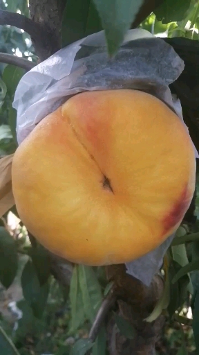 九月中秋上市黄肉毛蟠桃"瑞蟠101号"结果状个头大口感好挂树时间长