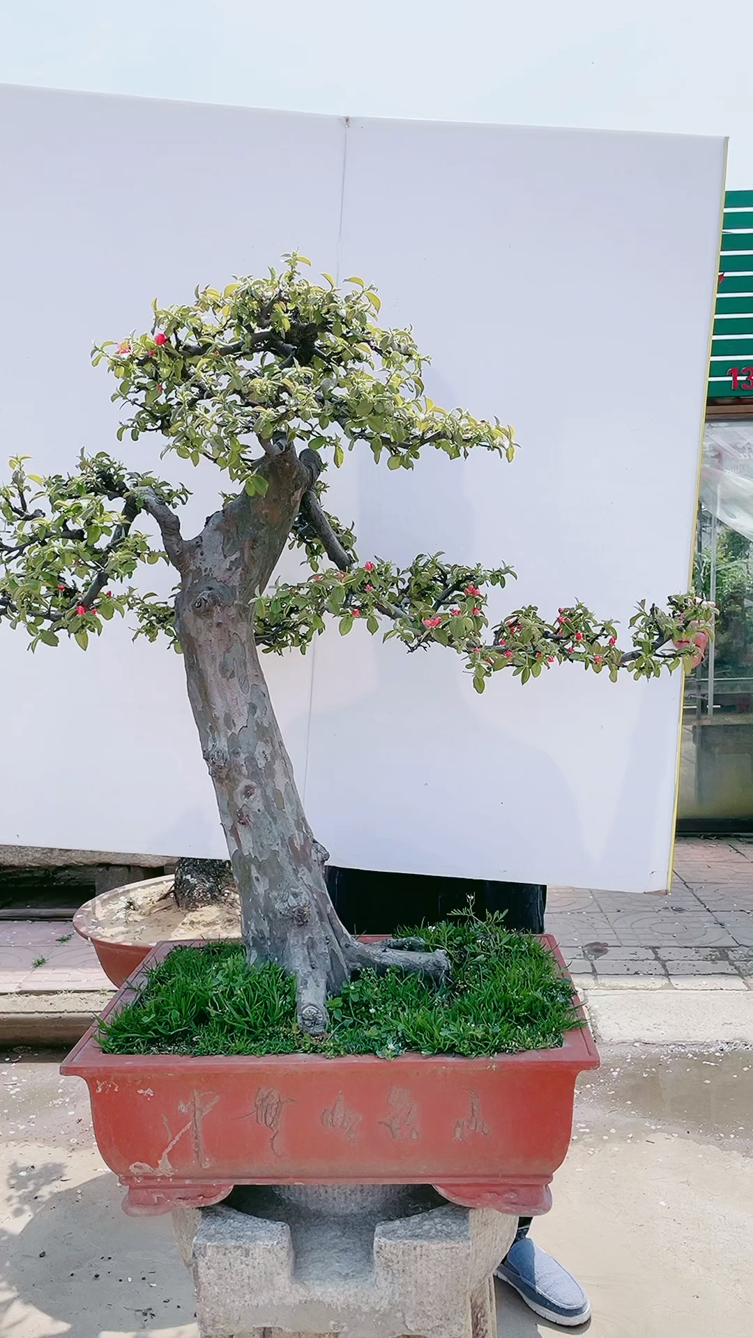 迎客造型木瓜树已经开花,花期过后结果