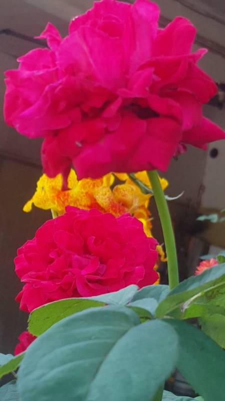 趣有收获你的浏览器不支持视频播放 #爱笑的向日葵#漂亮的红色月季花