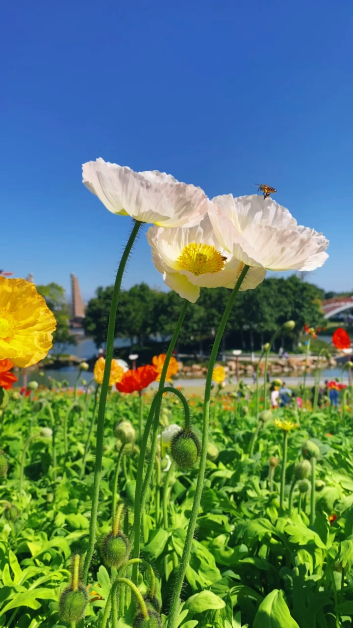 阳光灿烂,春光明媚,百花盛开了