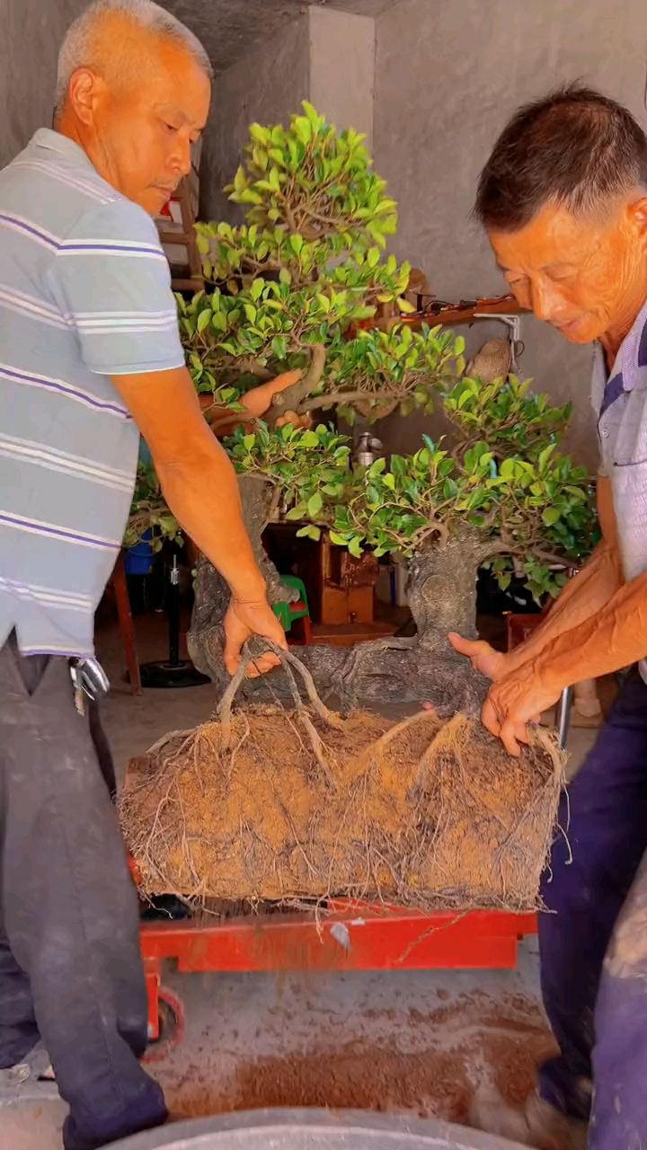 过桥老桩金弹子