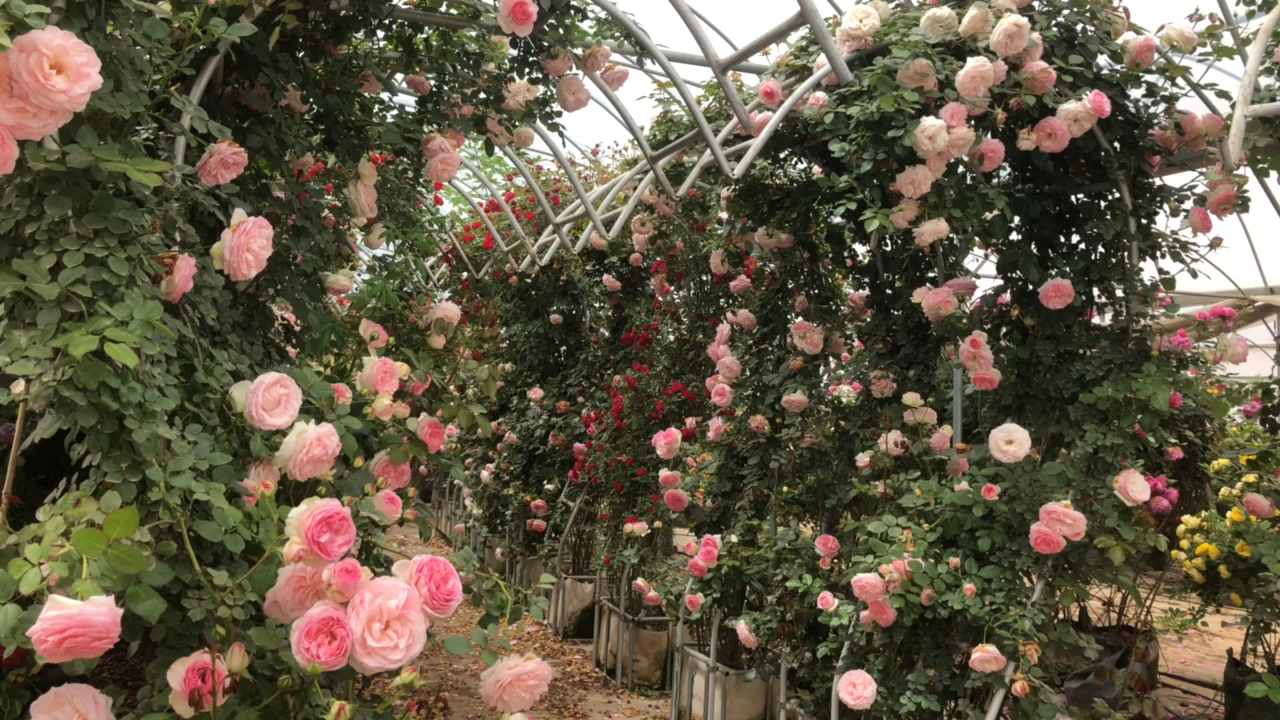 藤本月季花#爬藤月季爱心造型