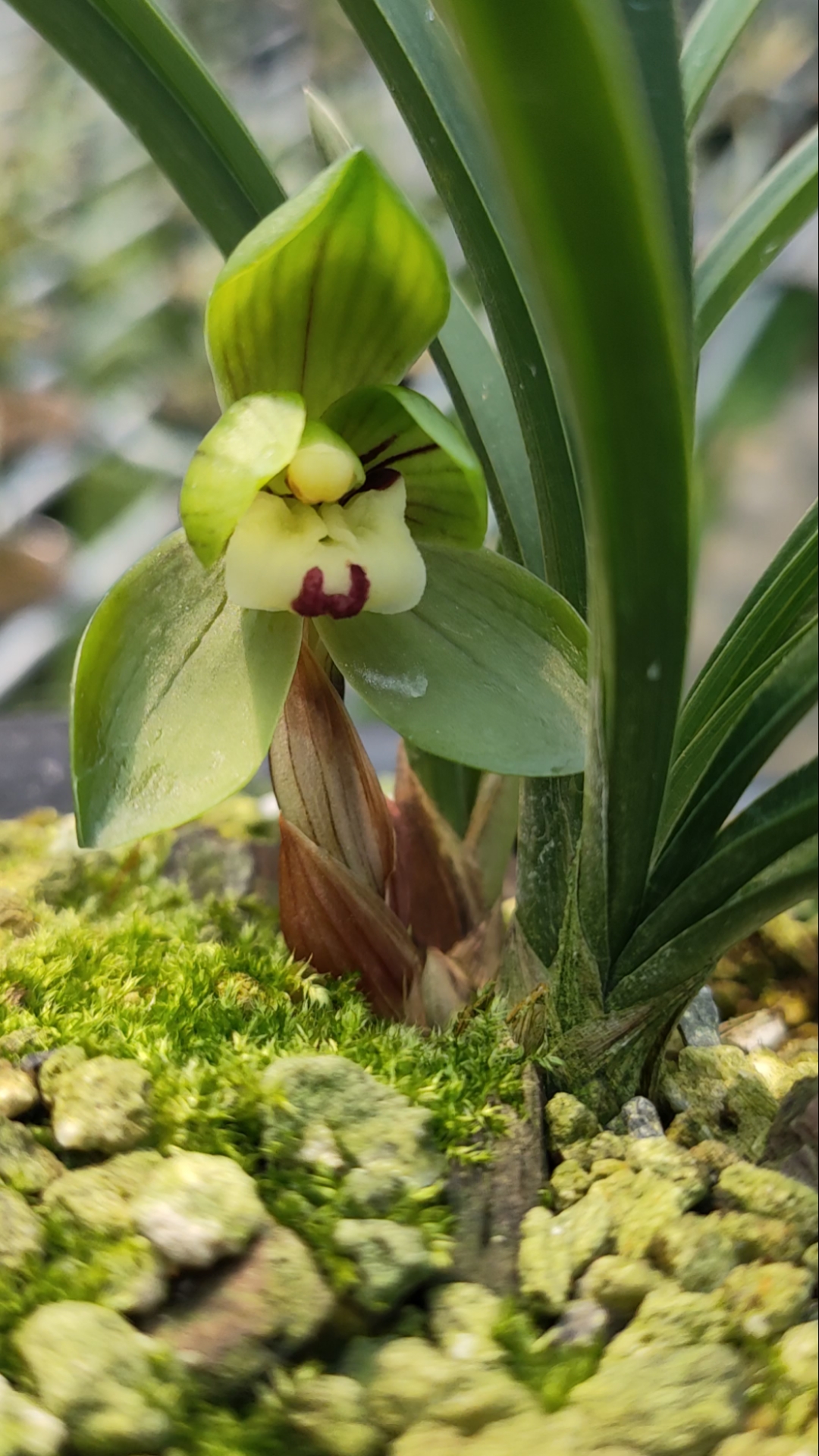 端秀荷兰花春兰老品种,端庄秀气