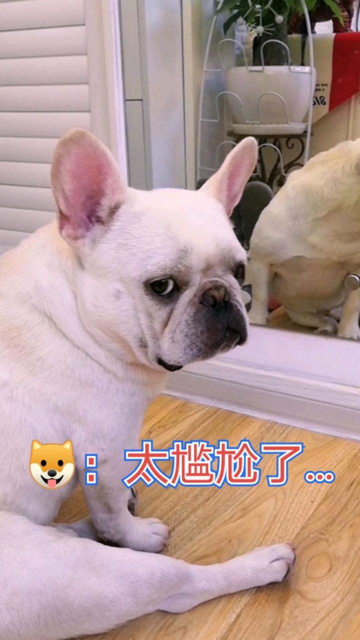 搞笑萌宠#狗子偷照镜子被主人撞见,太尴尬了…哈哈哈