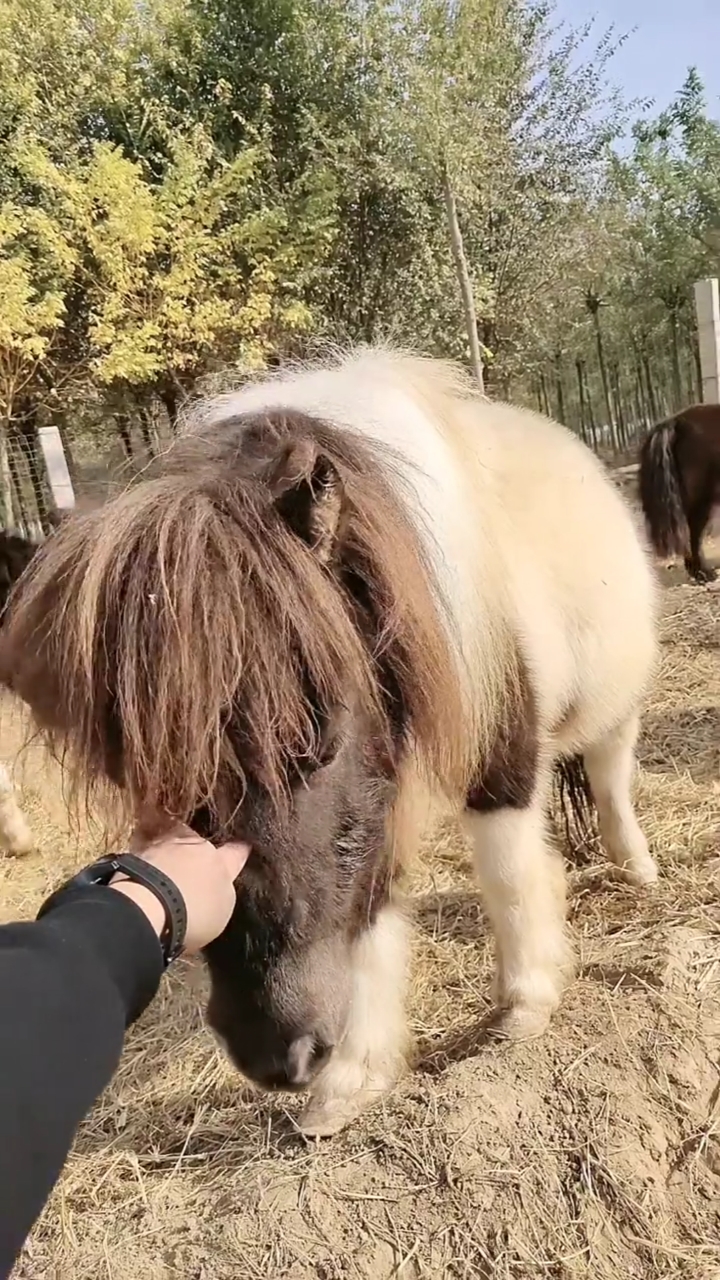 舍特兰矮个子马