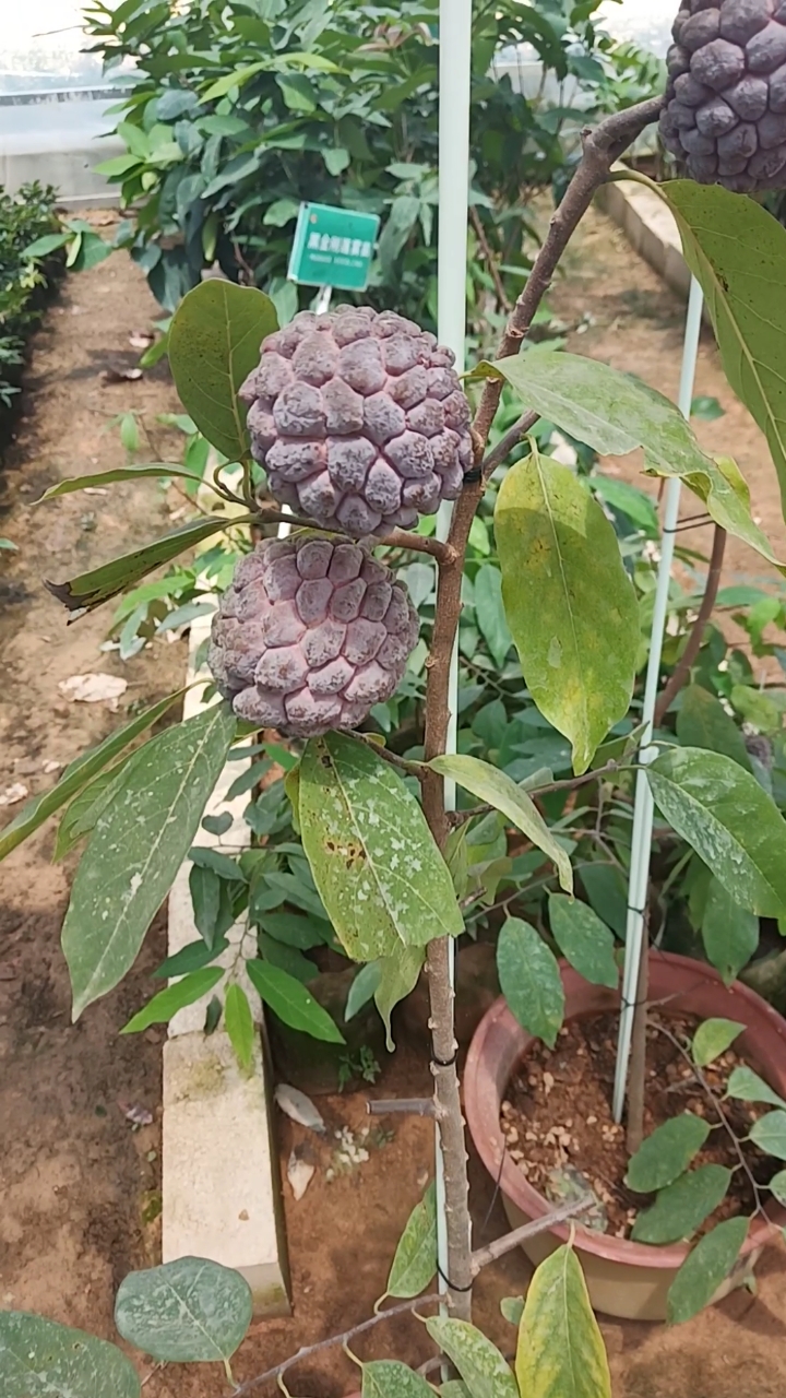 假装有对象#红皮释迦果