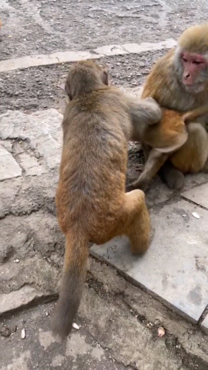 搞笑猴子#兄妹俩嬉戏打闹,妈妈在一旁,多么幸福惬意的画面